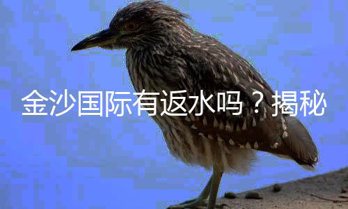 金沙国际有返水吗？揭秘返水政策与玩家福利